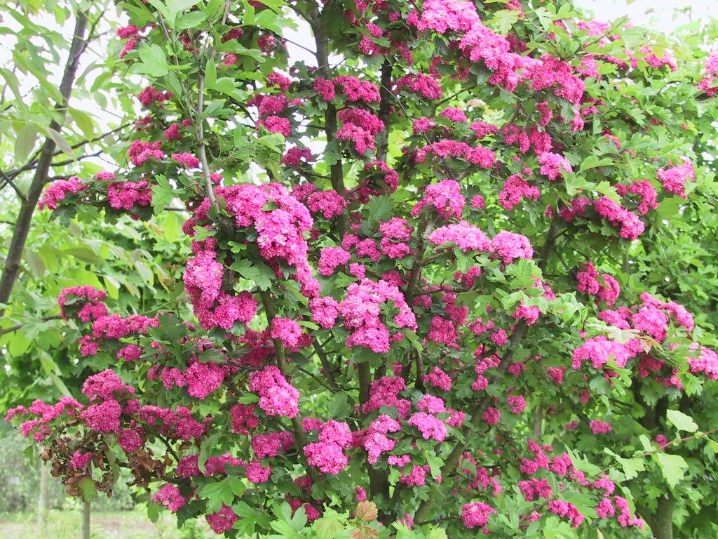 Crataegus laevigata Paul's Scarlet - Blueten.jpg